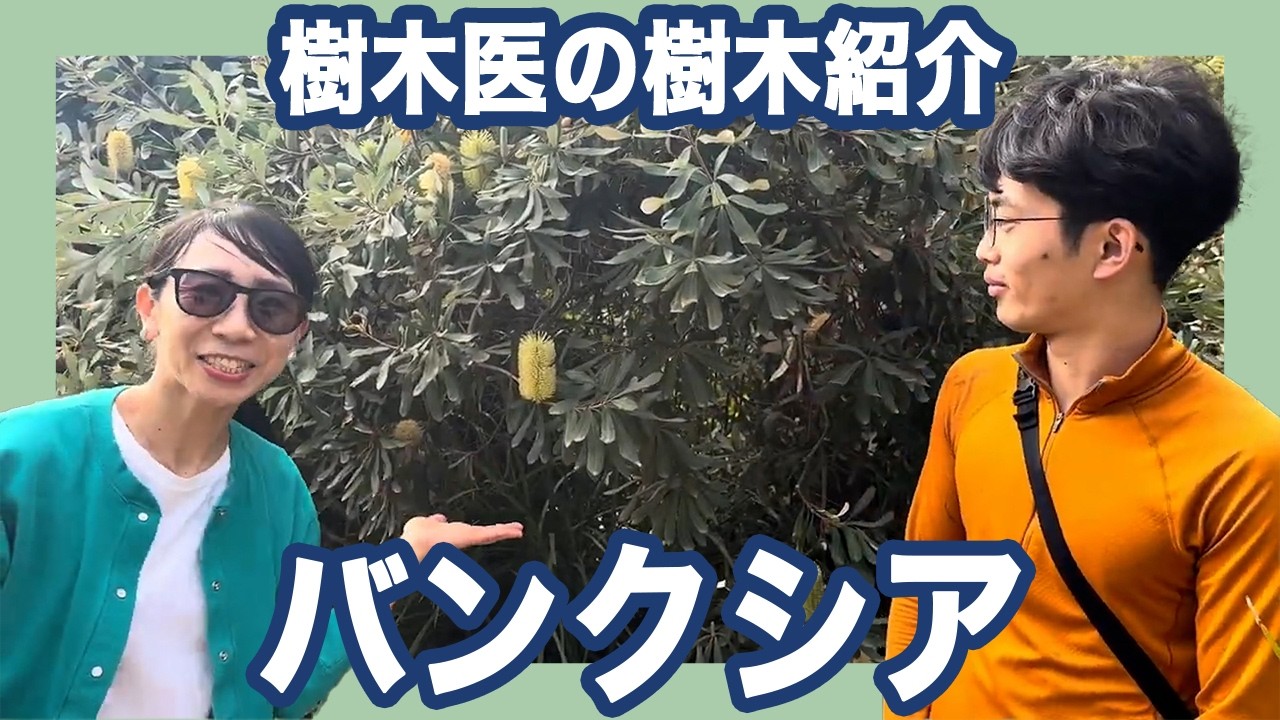 🇦🇺バンクシア - YouTube