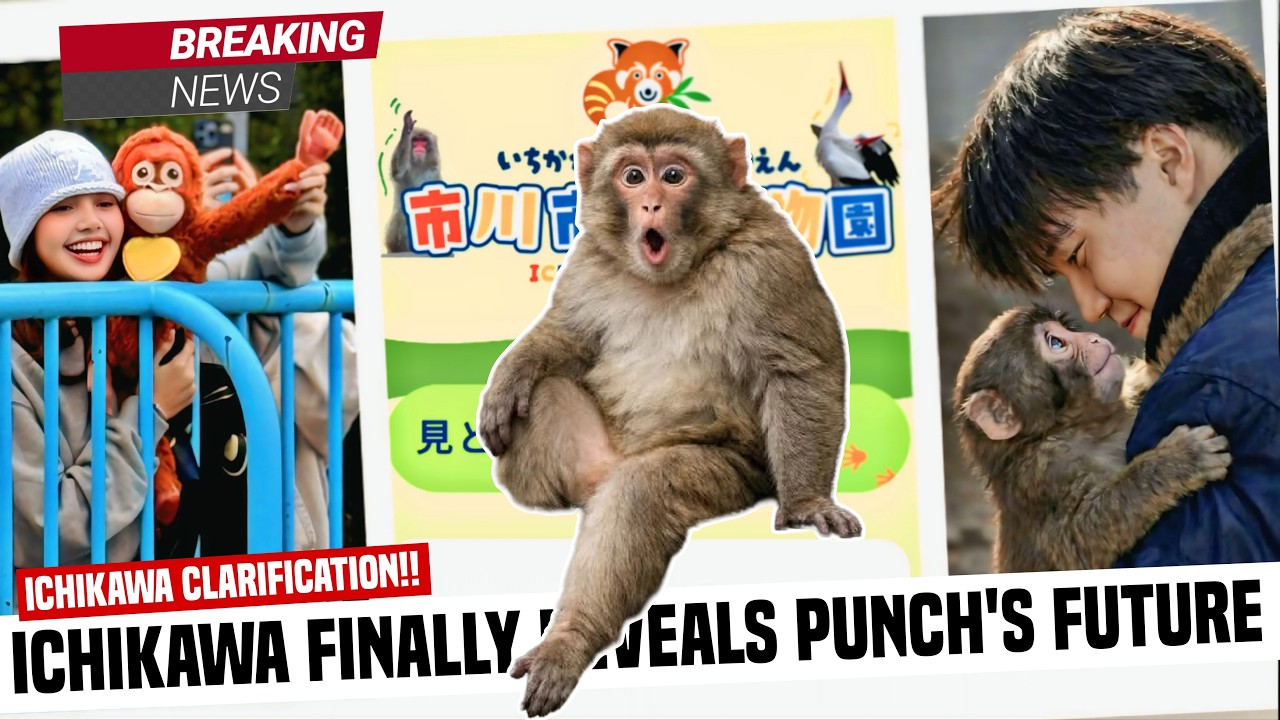 BREAKING NEWS!! IS PUNCH LEAVING?? ICHIKAWA ZOO FINALLY CLARIFIES EVERYTHING!! WATCH TILL THE END...