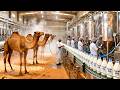 How Camel Milk is Made in Factory 🐫🐪