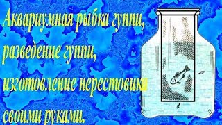 Аквариумная рыбка гуппи, разведение гуппи, изготовление нерестовика своими руками. Аквариумная рыбка гуппи, разведение гуппи, изготовление нерестовика своими руками.