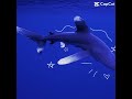 Blue ✨💙✨