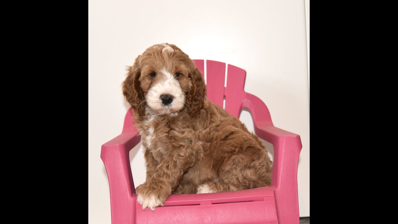 Australian Labradoodles Dutchdoodles- Het karakter