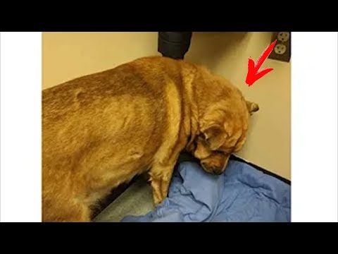 Βίντεο: Ο σκύλος του καταφυγίου που δεν θα φάει FIND A HOME!