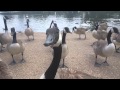 Feeding Canada geese