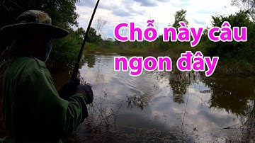 Câu cá lóc ở điểm câu cấm kích cá