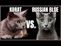 Korat Cat VS. Russian Blue Cat