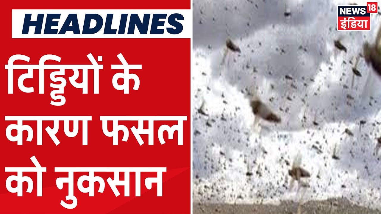 UP के Jhansi में टिड्डियों के हमले से मचा हड़कंप, बड़े पैमाने पर फसल बर्बाद