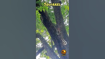 A squirrel, climbing on a tree || #squirrel #nature #youtubeshorts