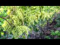 Выращивание винограда на горизонтальной шпалере.