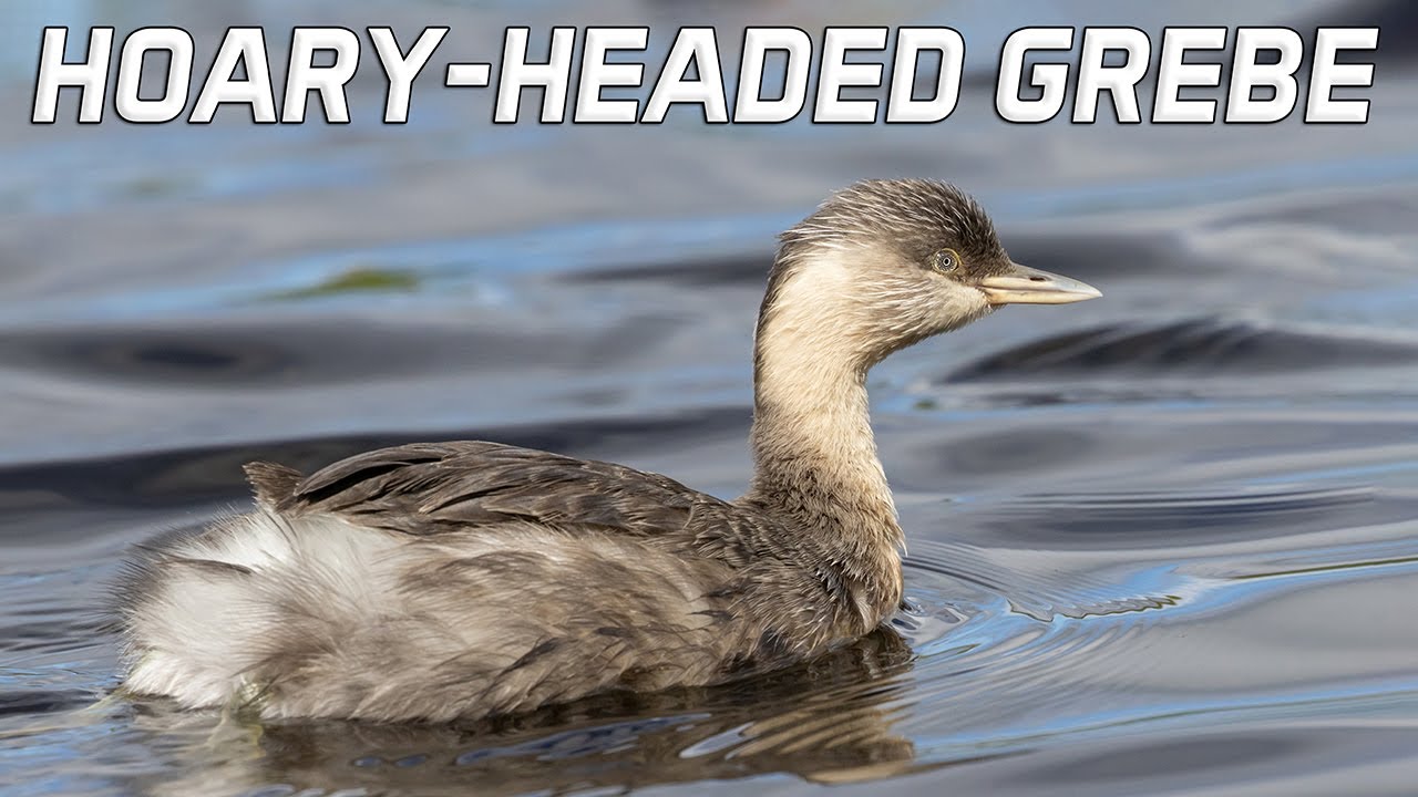 Hoary-headed Grebe : This Australian Waterbird is an Expert Diver