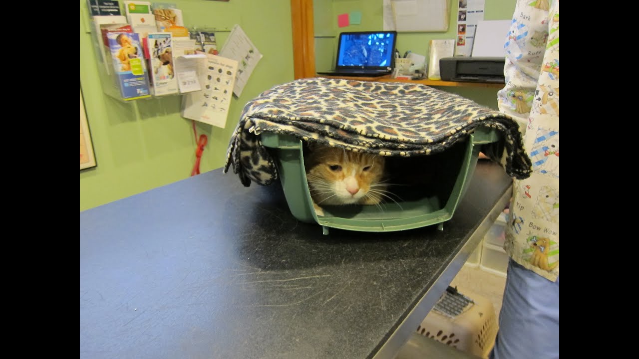 Cat Carrier Stress – Tips to make a carrier a cat-friendly place