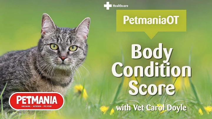 Body Condition Scoring for Cats with Vet Carol Doy...
