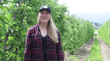 Pearl Hort Short Series - Codling Moth