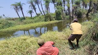 Tortoise &amp; Small Rohu fishes Catching by Fisherman in Village pond|Best Single Hook fishing