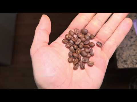 Play Counter Culture Coffee Review: Hologram by Fly On The Wall 4K