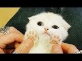 「かわいい猫」 笑わないようにしようとしてください - 最も面白い猫の映画 #277