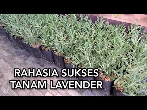 Video: Pemakanan Tumbuhan Lavender - Cara Menyuburkan Tanaman Lavender