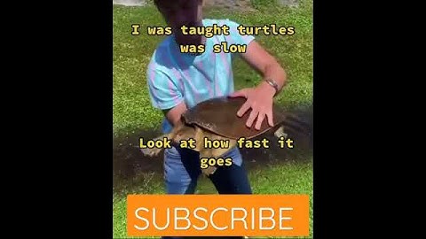 turtles 🐢  run fast #shorts #turtle