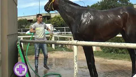 ¿Cuánto tiempo puede caminar un caballo antes de necesitar descanso?