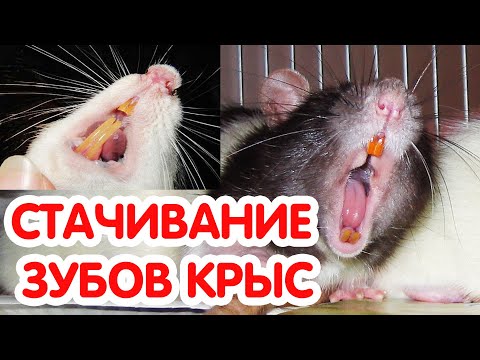 Стачивание зубов крыс. Ветки и минеральный камень для крыс