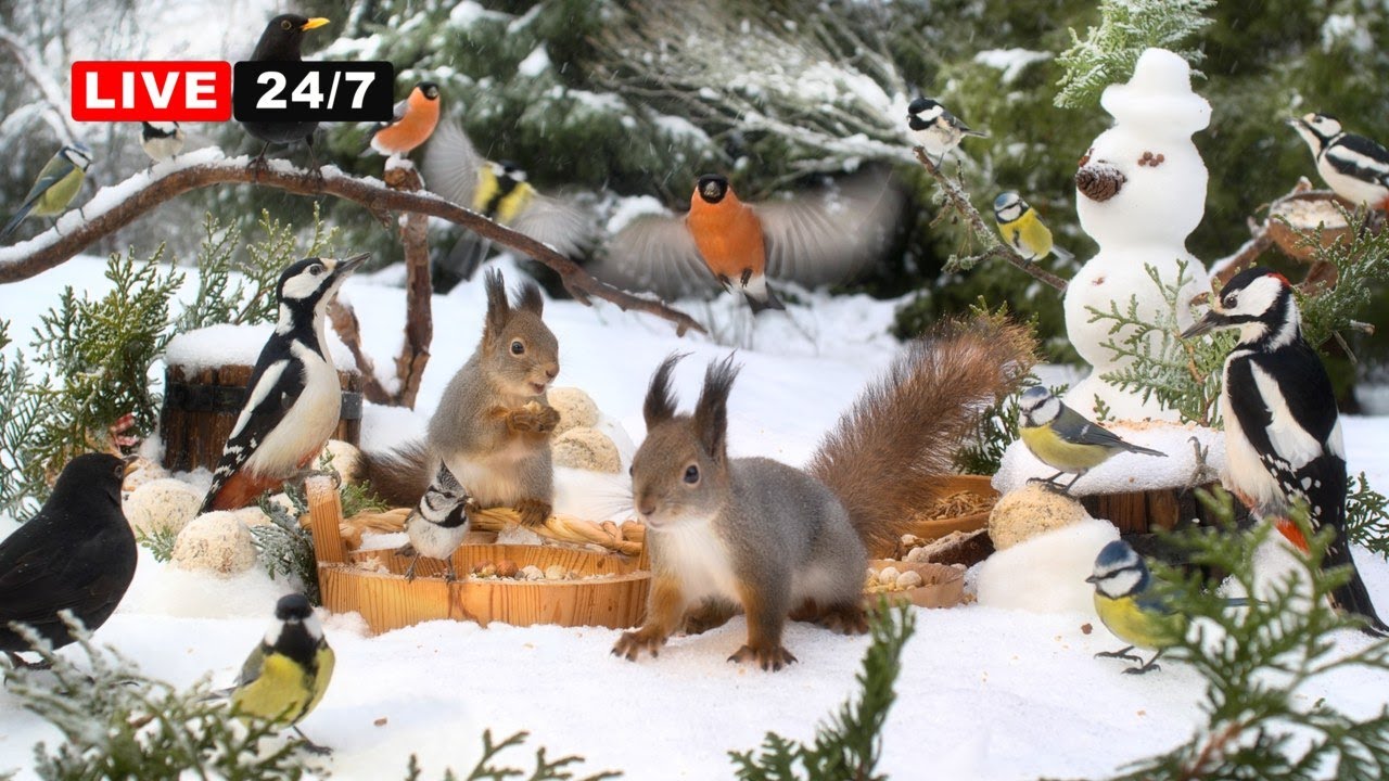 🔴24/7 LIVE CAT TV NO ADS😺 Birds & Squirrels: Hang Out with Forest Friends☃️ Cat TV for Cats to Watch