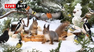247  Cat Tv No Ads Birds  Squirrels Hang Out With Forest Friends Cat Tv For Cats To Watch