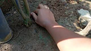 #mango #leoshomegarden #leoneo