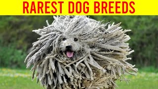 10 Rarest Dog Breeds In The World You Need To Know