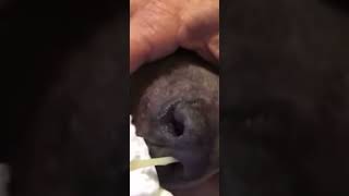 Entraxtion of a huge booger on a pibull