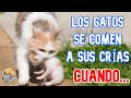 Curiosidades y Rarezas Sorprendentes sobre los GATOS