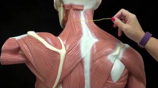 Module 9 Video Exercise 19 Axial Skeleton - Muscles of the back