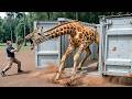 Watch These Animals Being Freed for the First Time