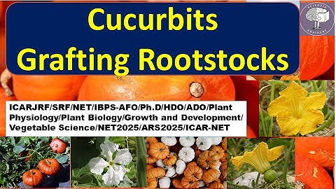 Grafting Rootstocks in Cucurbits/NEET-Biology/ICAR- JRF /SRF/NET/UG/PG/Ph.D./ADO/HDO/NET2025/ARS-NET