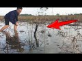 Man Catching Cobra in Rice Field - Wild Cobra