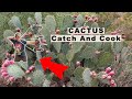 Harvesting CACTUS! {Catch Clean Cook} How To Make Prickly Pear Jelly