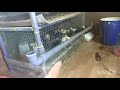 кормушка для цыплят из 50 ой канализационной трубы