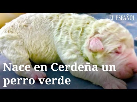 Nace en Cerdeña un perro verde