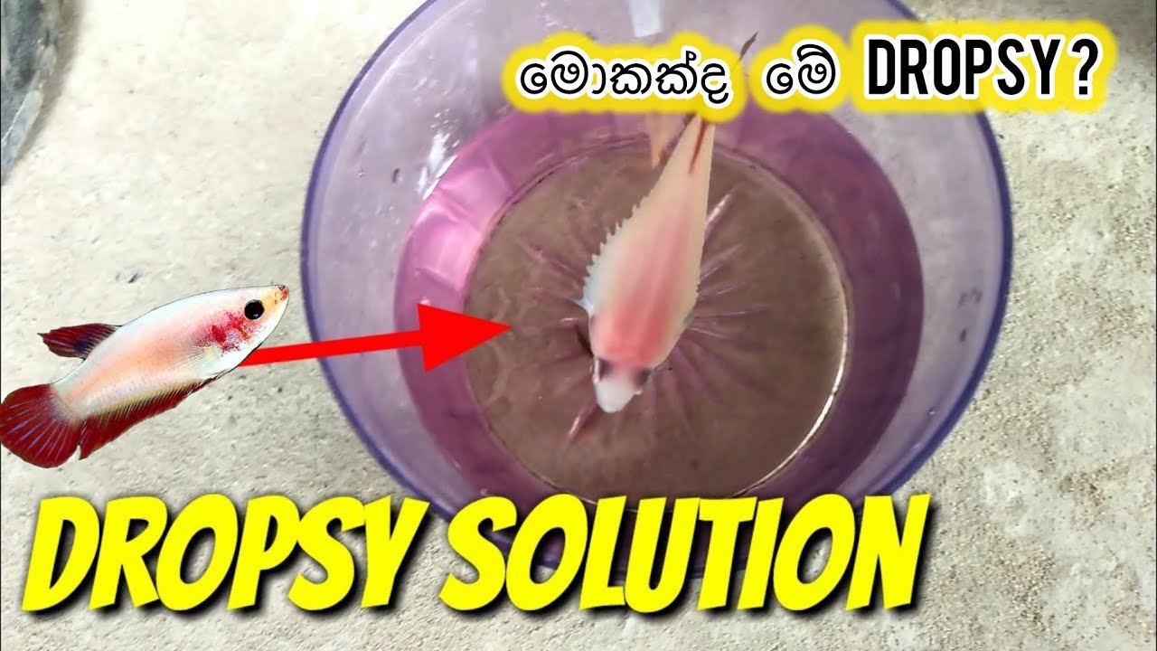 මොකක්ද මේ Dropsy ? | Dropsy solution | Betta fish