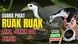 RUAK RUAK PIKAT MP3, Variasi Suara Bikin Ruak Ruak Emosi Cepat Datang | 100% Ampuh