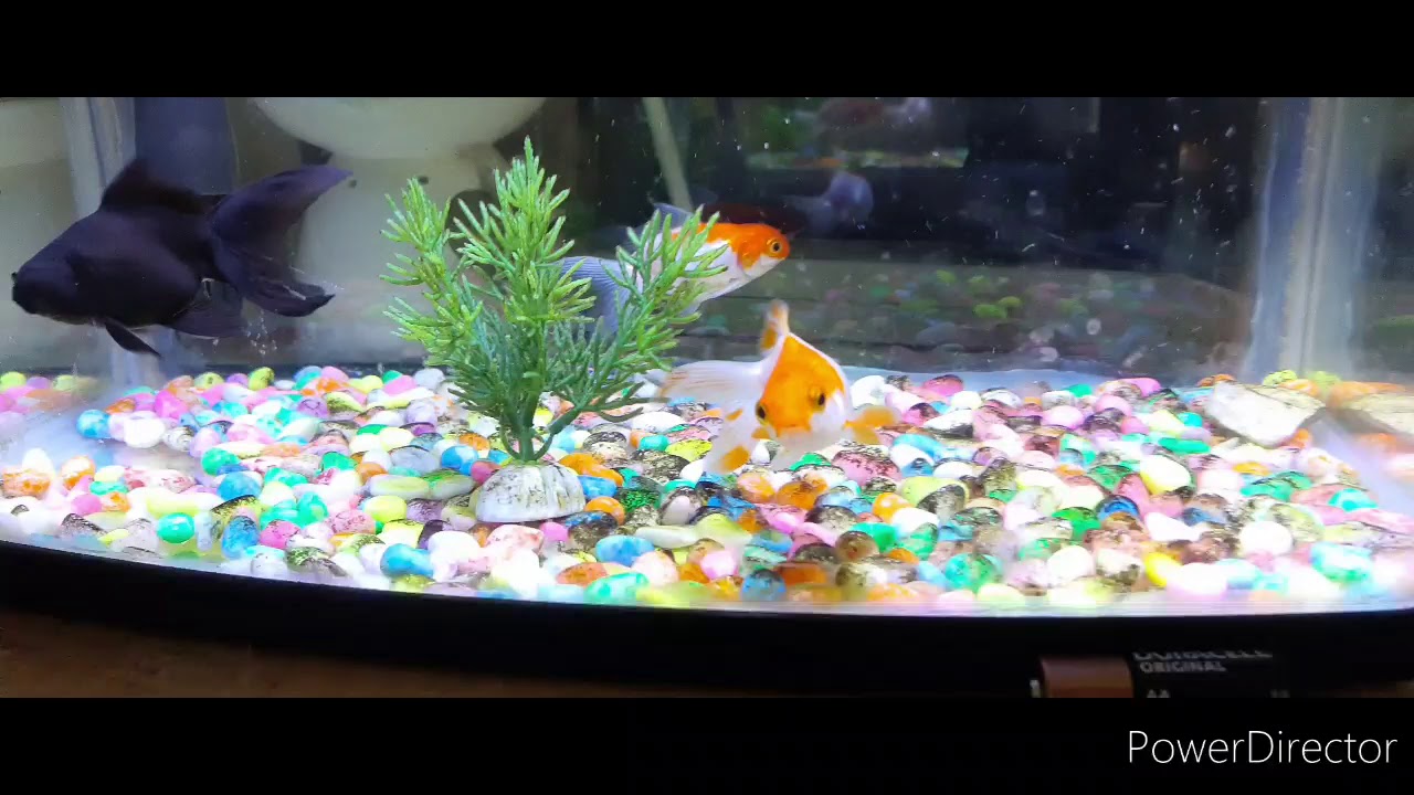 Crystal clear gold fish tank YouTube