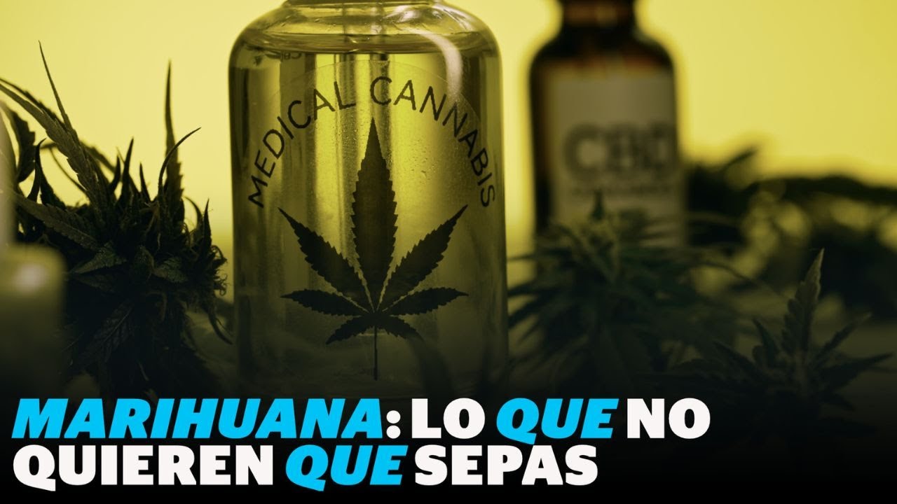 Marihuana: riesgos, beneficios y estatus legal en México| Reporte Indigo