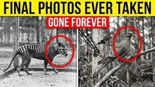 7 Last Photos Ever Taken of Extinct Animals