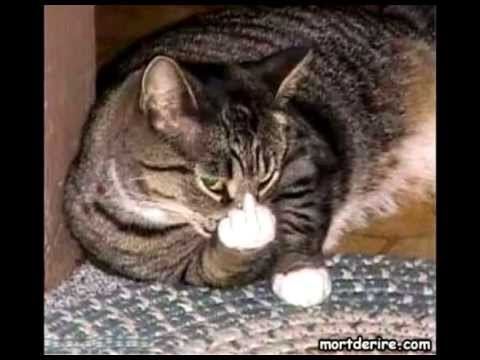 Le jour ou jai adopté un chat