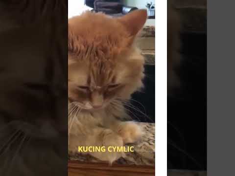 Video: 4 Cara Mengidentifikasi Kucing Cymric