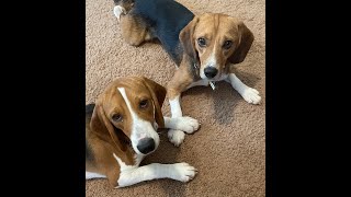 Our Envigo beagles are learning how to "dog" - Triangle Beagle Rescue of NC