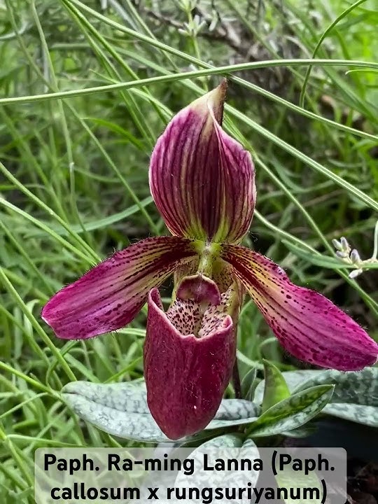 Paph. Ra-ming Lanna (Paph. callosum x rungsuriyanum) #orchid #rareorchid #orchids