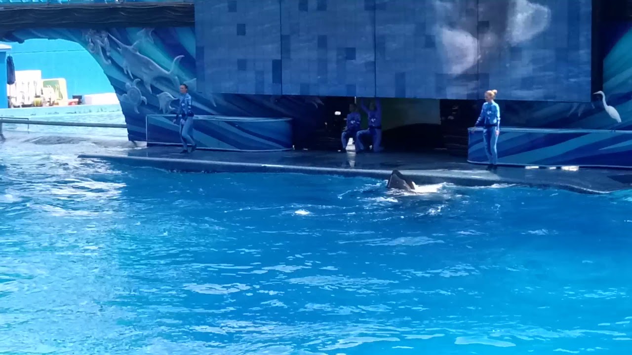 Dolphin Show part 2 - YouTube