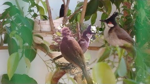 Muốn ghép thành công cần phải biết những điều này_chào mào nuôi sinh sản[lã dược]