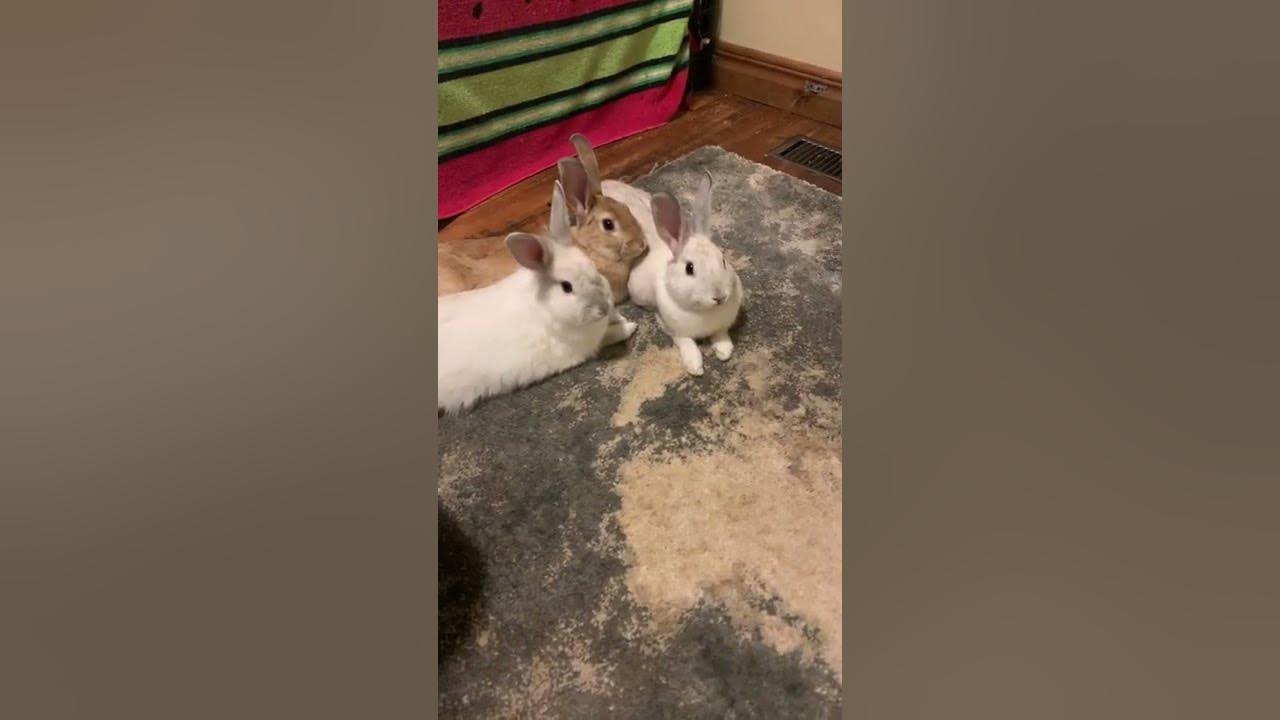 Three male bonded bunnies YouTube