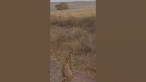 Watch the video about The Serval Cat #4k #nature